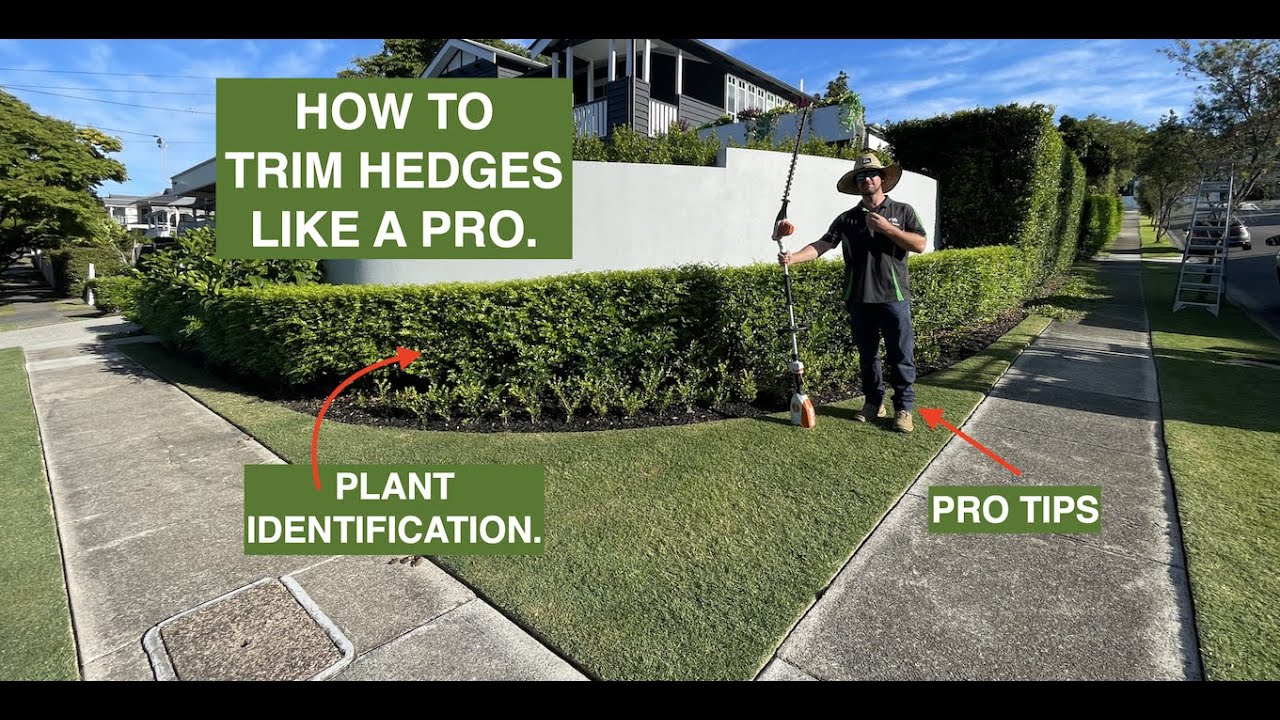 HOW TO TRIM HEDGES LIKE A PRO + the names of hedge plant varieties.