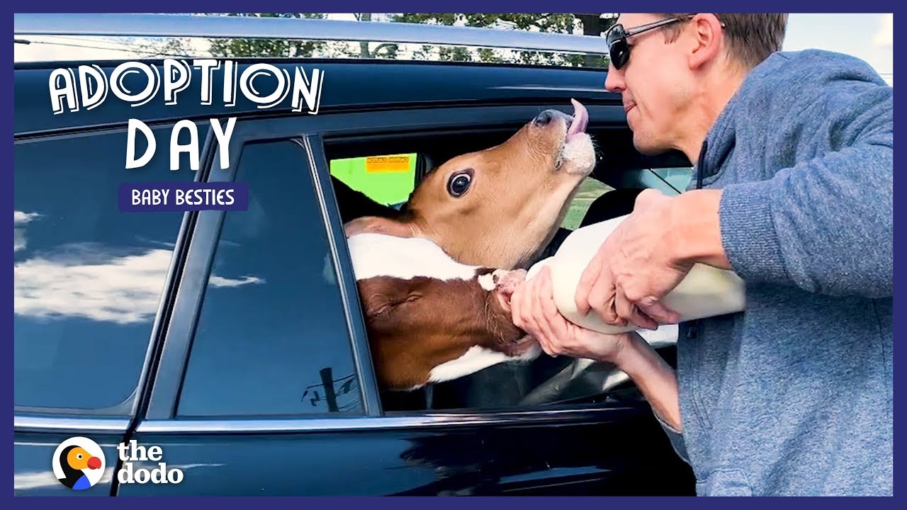 Guy Drives 18 Hours To Save Two Baby Cows | The Dodo Adoption Day