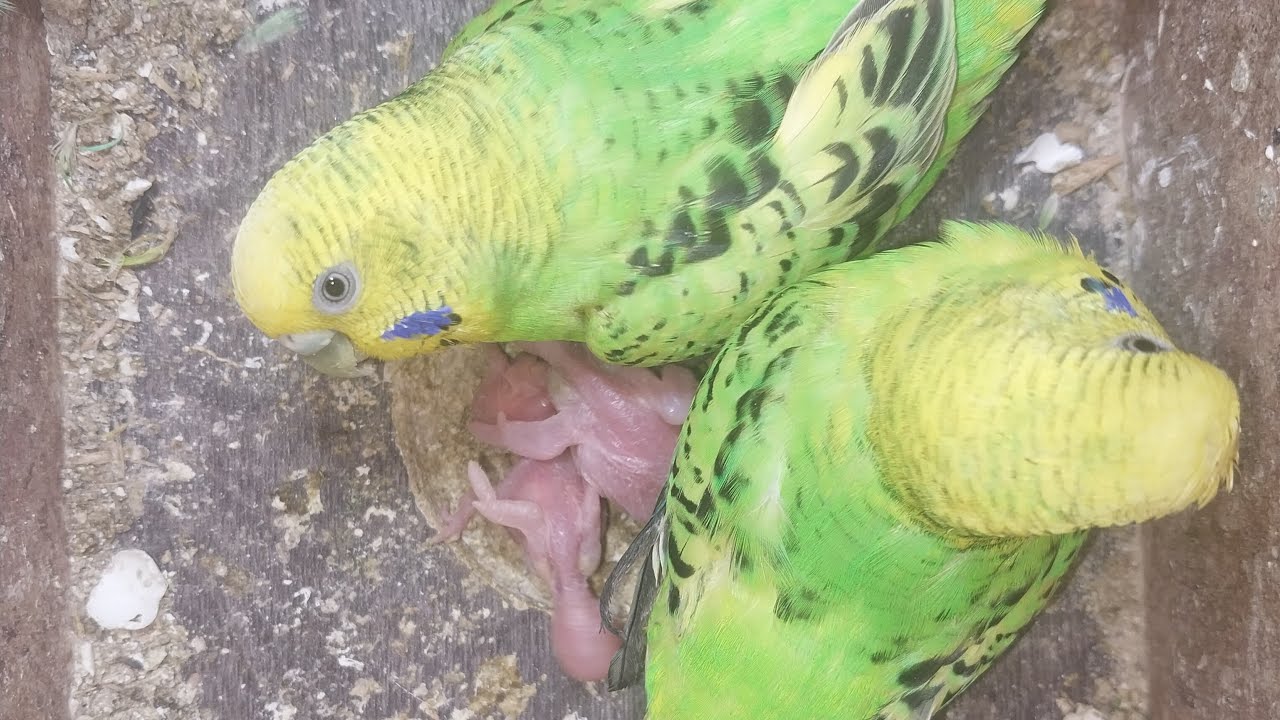 World of Budgie Son Baby 👶 💙 ❤️ 😍 💕 ♥️ 👶