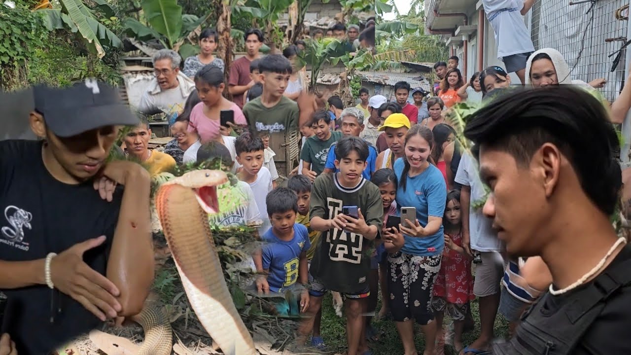 CAMERAMAN NAINJURY DAHIL SA  DALAWANG COBRA