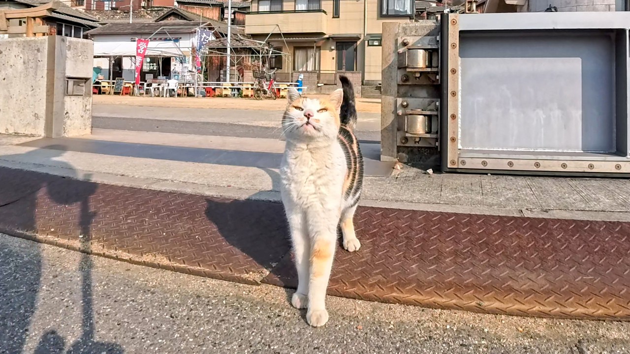 フェリーを降りた瞬間…港で三毛猫ちゃんがお出迎えしてくれた感動の猫島