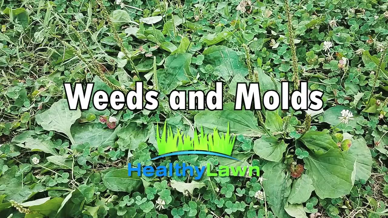 New Jersey Lawn Molds and Weeds
