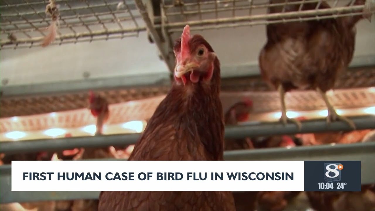 First human case of bird flu detected in Wisconsin