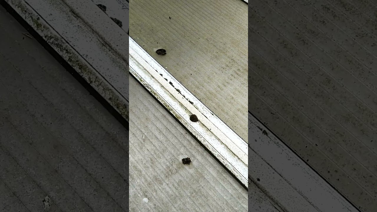 leaking conservatory roof assessment