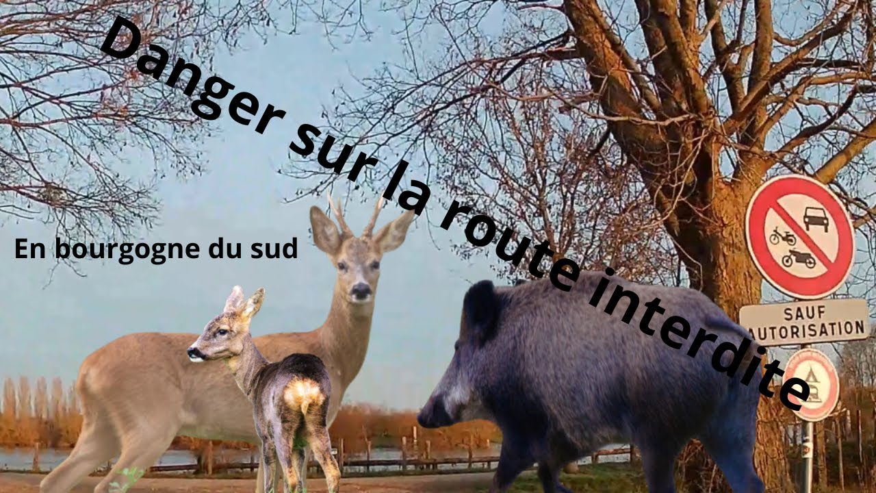 Sur la route interdite du bord de Saône !