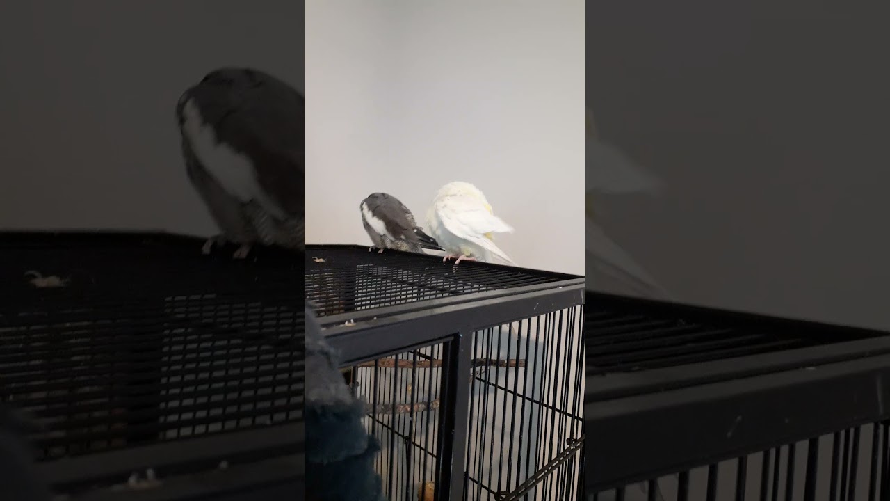 Cockatiela preens themselves while budgie screams / #shorts #YoutubeShorts