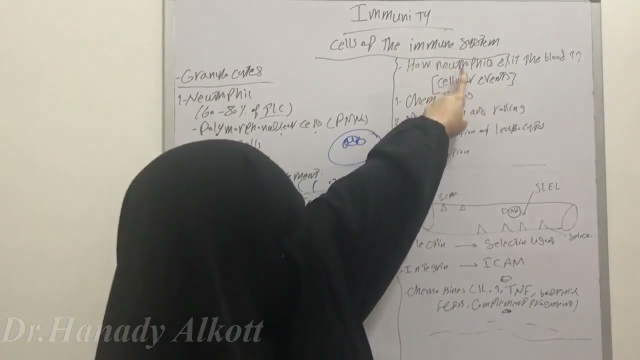 3-⛔️Cells of the immune system Part 2( Neutrophils + How neutrophils exit the blood?)⛔️