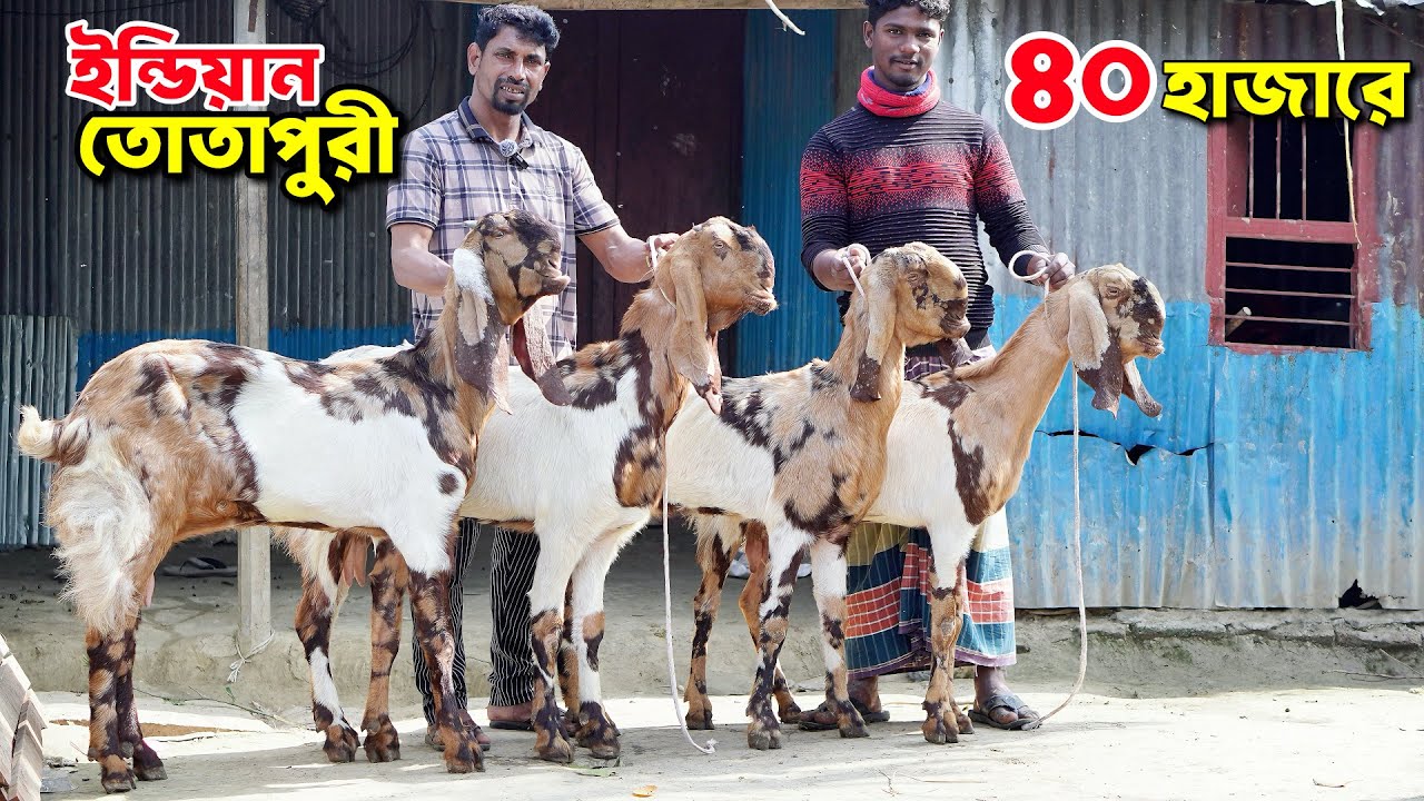 ইন্ডিয়ান তোতাপুরী ছাগল ৪০ হাজার টাকায় #trending