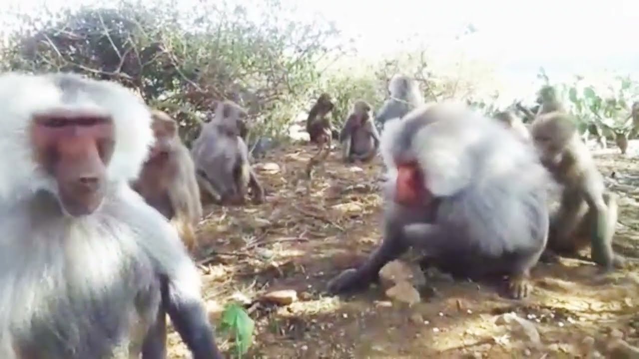 The East African Wildlife Baboons