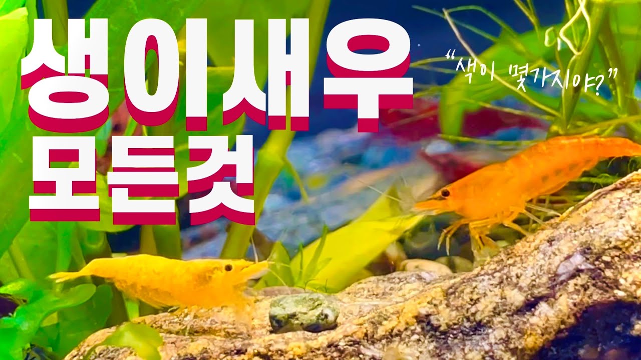 생이 새우 : 초보 추천 생물 키우기 / 체리새우, 블루벨벳(원스팜)