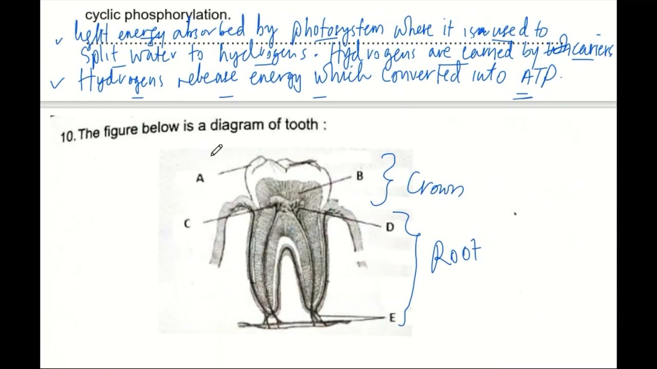 Nutrition 4