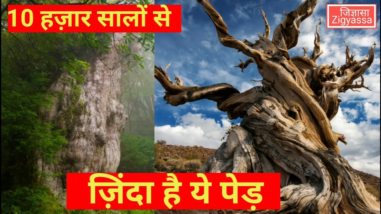 ये हैं दुनिया के सबसे पुराने पेड़ | The oldest trees of the world