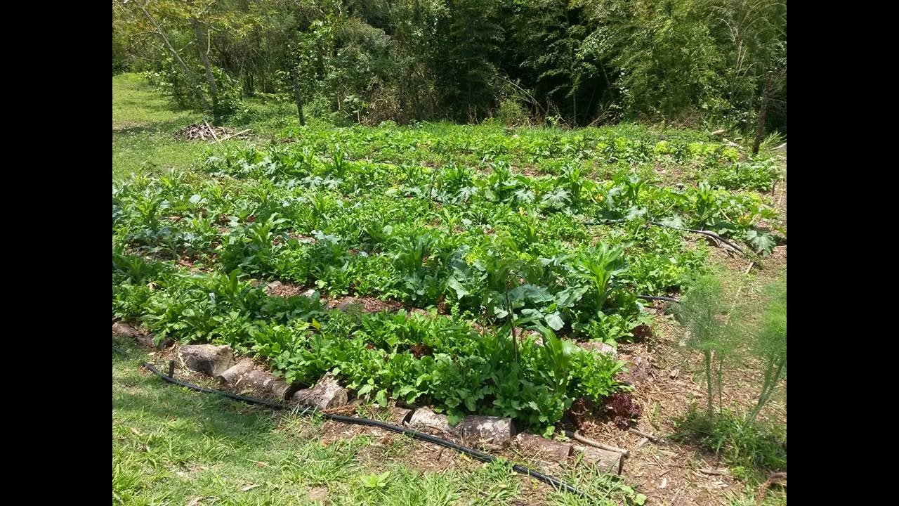 Agroflorestas do Sítio Amaranto