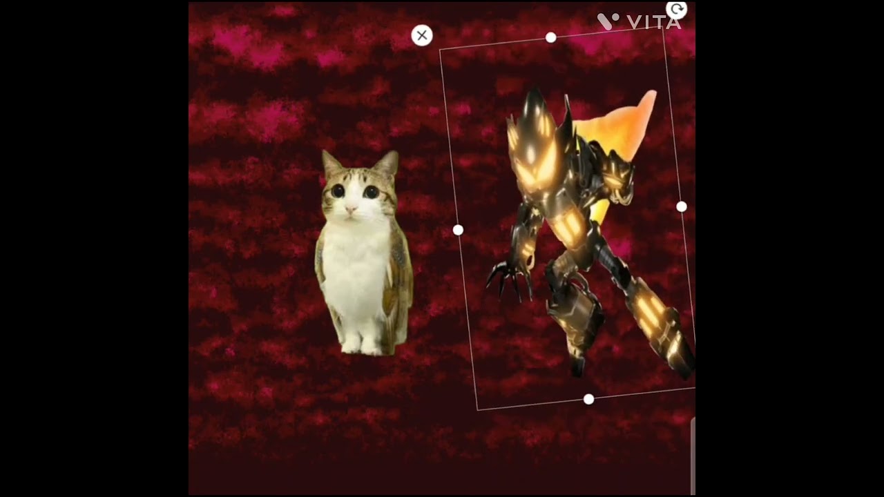 Meowl lms in a nutshell 