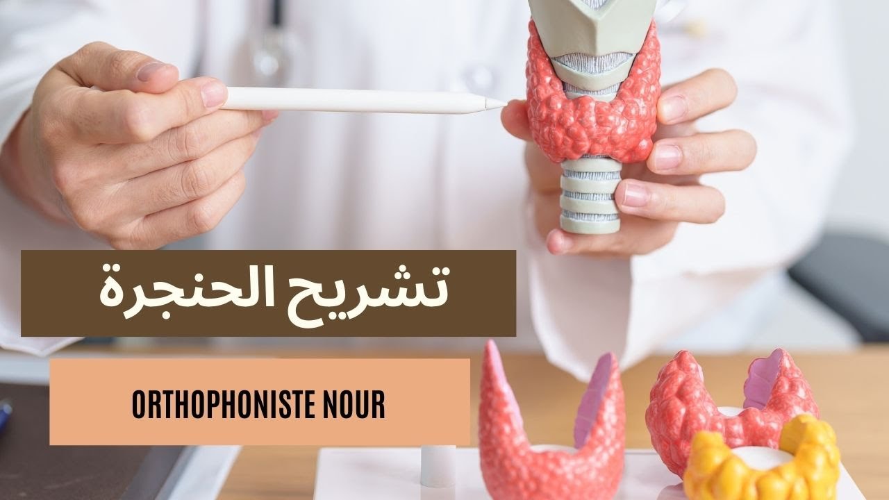 تشريح الجهاز التنفسي ـ الحنجرة ـ | orthophoniste nour