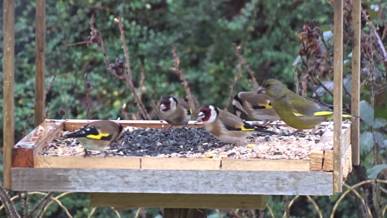 Les oiseaux de mon jardin - février 2023