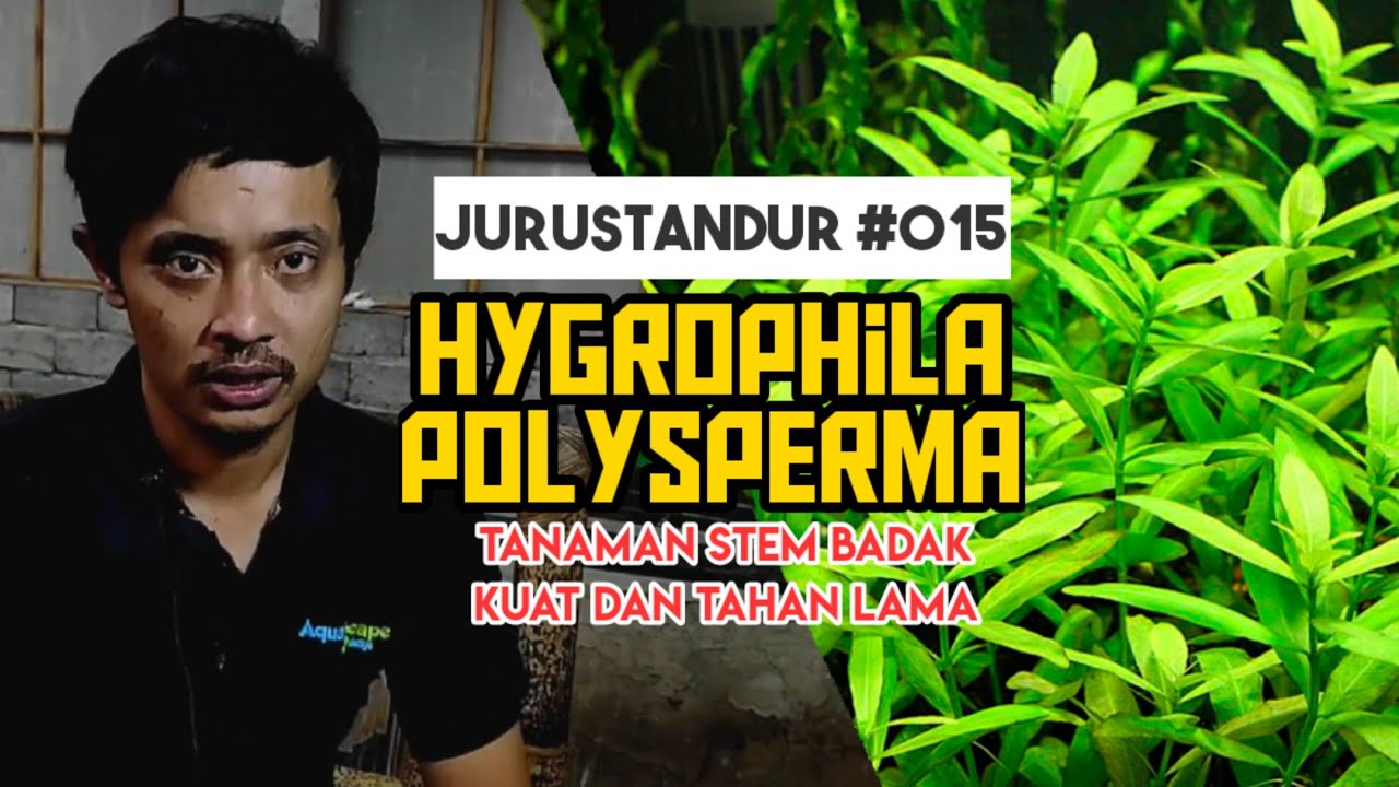 Hygrophila Polysperma, tanaman stem mudah tanpa injeksi CO2 ~ #JURUSTANDUR 015