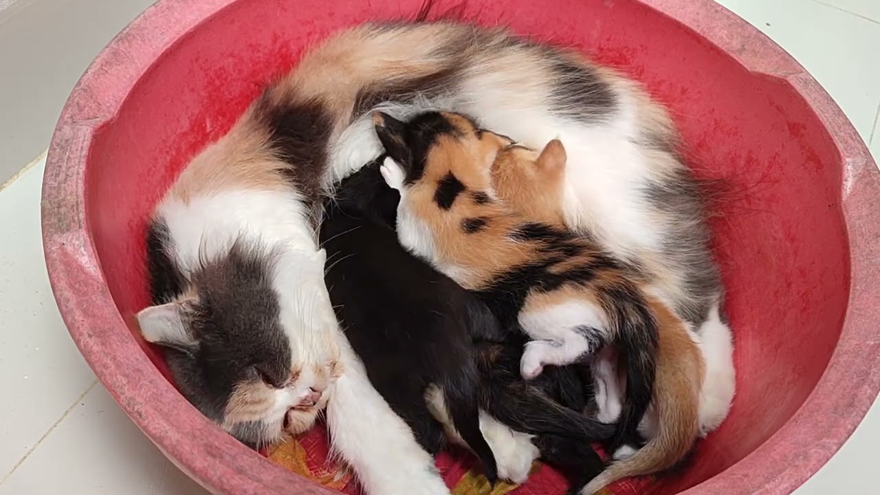 Cute mom love 💖💖