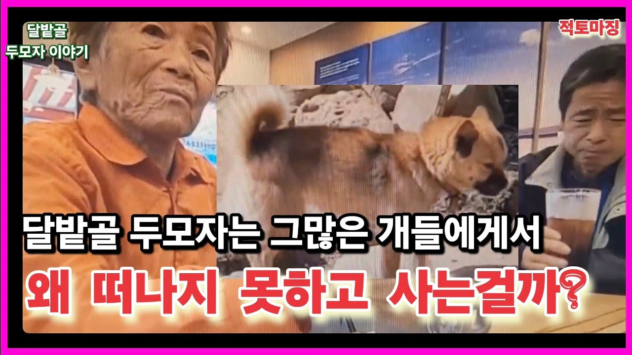 달밭골 두모자는 그많은 개들에게서 왜 떠나지 못하고 어렵고 힘들게 사는걸까?