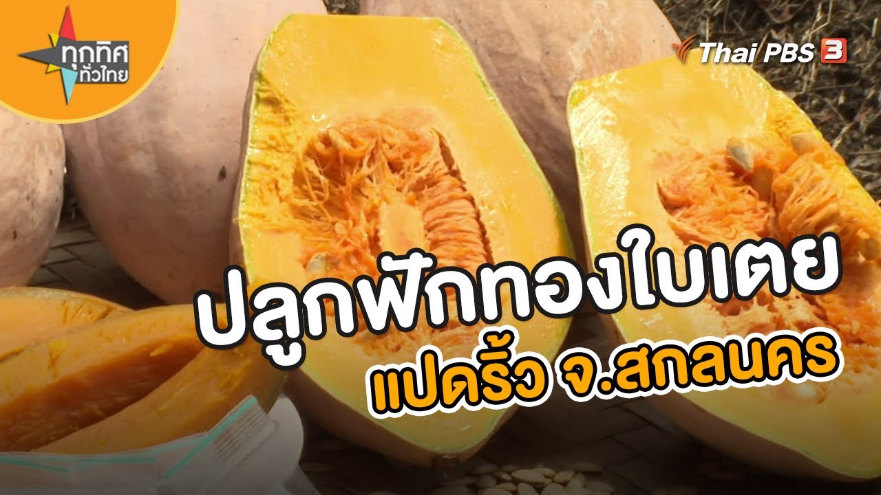 ปลูกฟักทองใบเตยแปดริ้ว จ.สกลนคร | อาชีพทั่วไทย  | ทุกทิศทั่วไทย