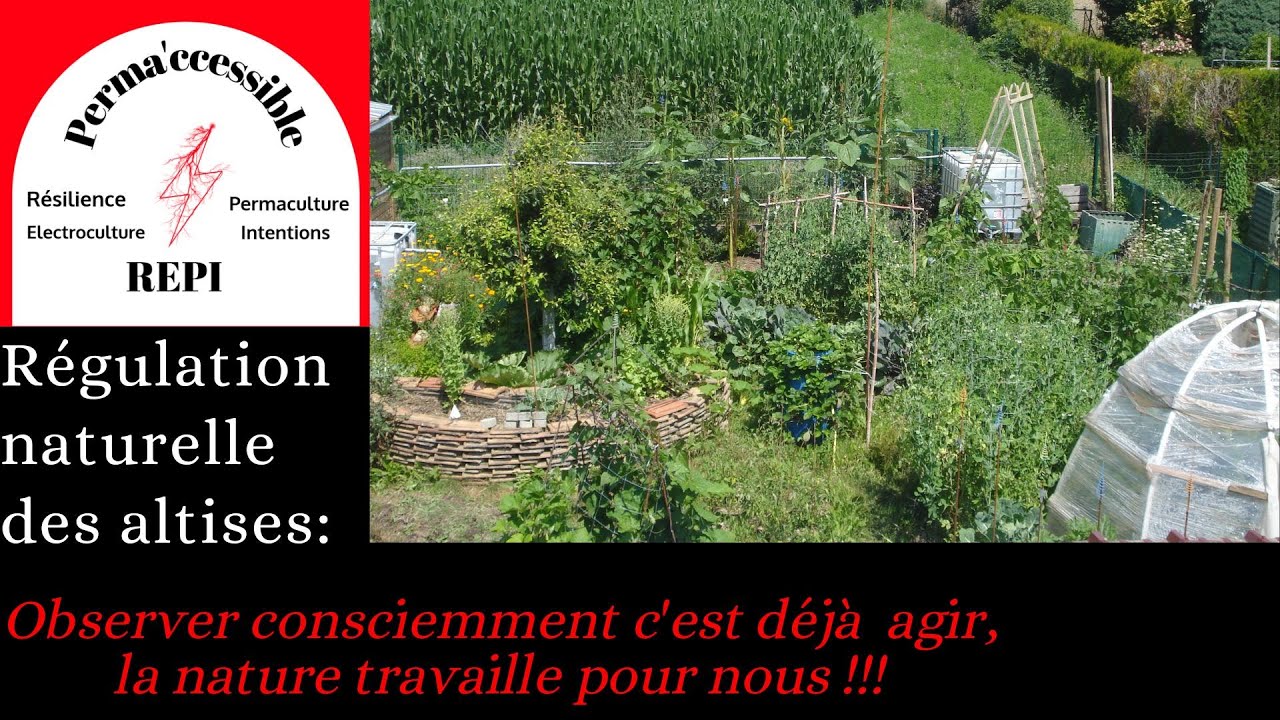 Altises et régulation naturelle des ravageurs