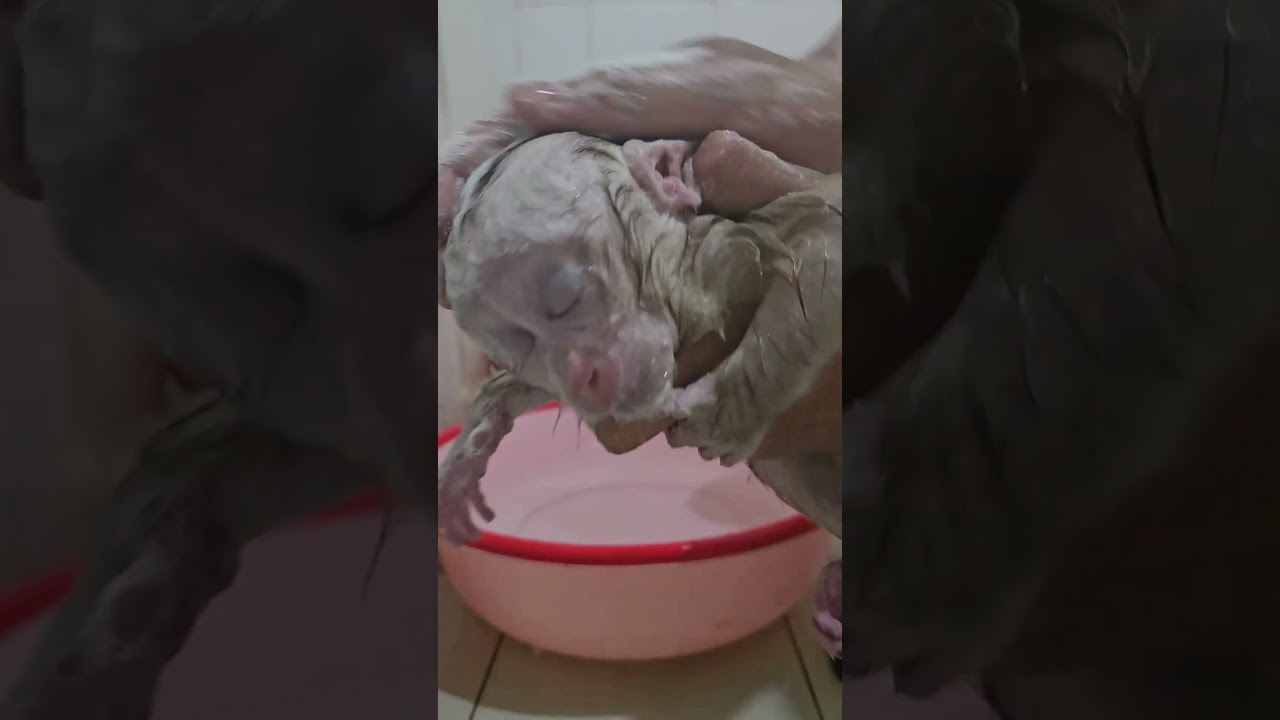 bath the baby monkey #monckey #cuteanimal #babymonkey #cute