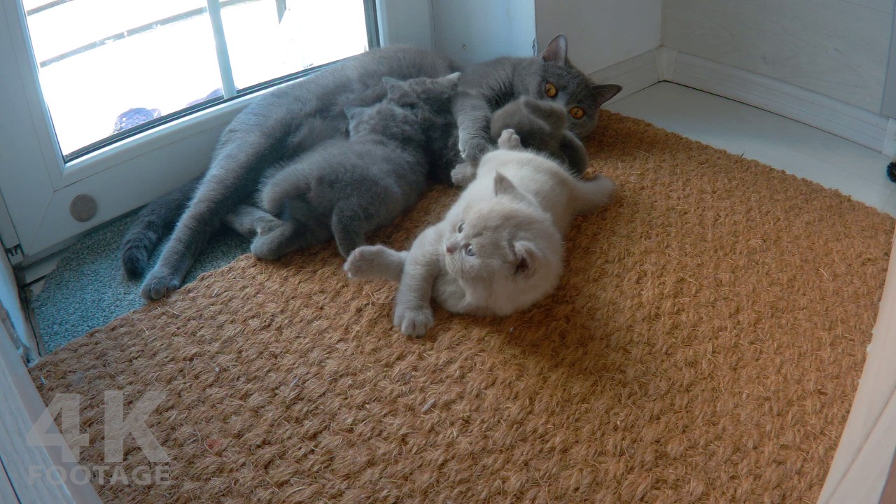 British Shorthair kittens 5 Weeks Lilac and Gray - 4K footage