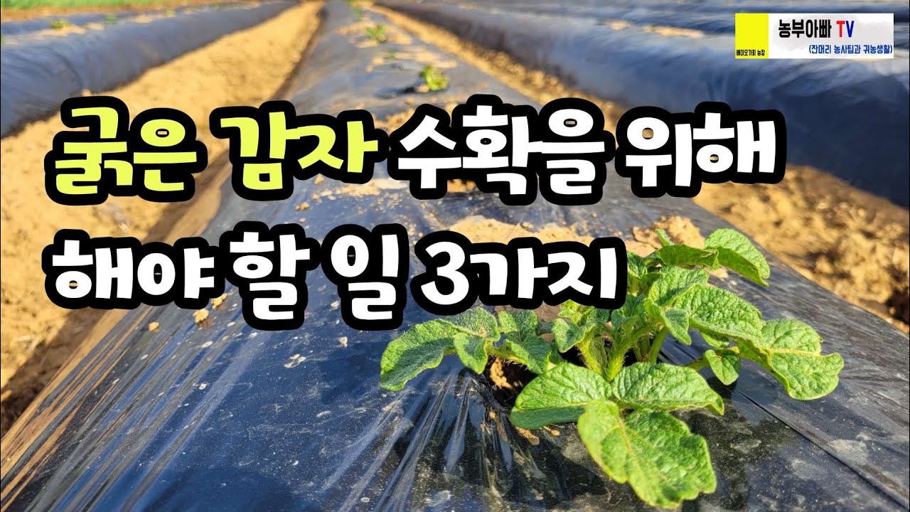 4월 굵은 감자 수확을 위해 해야할 3가지