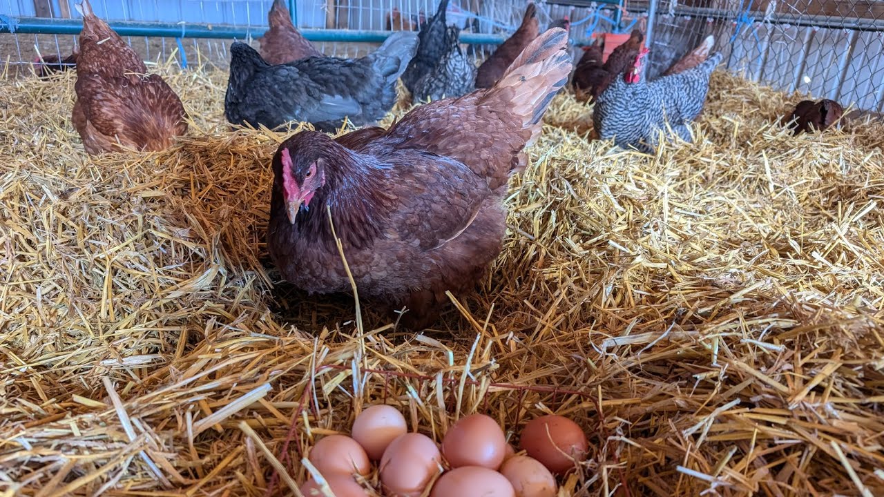 Collecting those Chicken Eggs :)