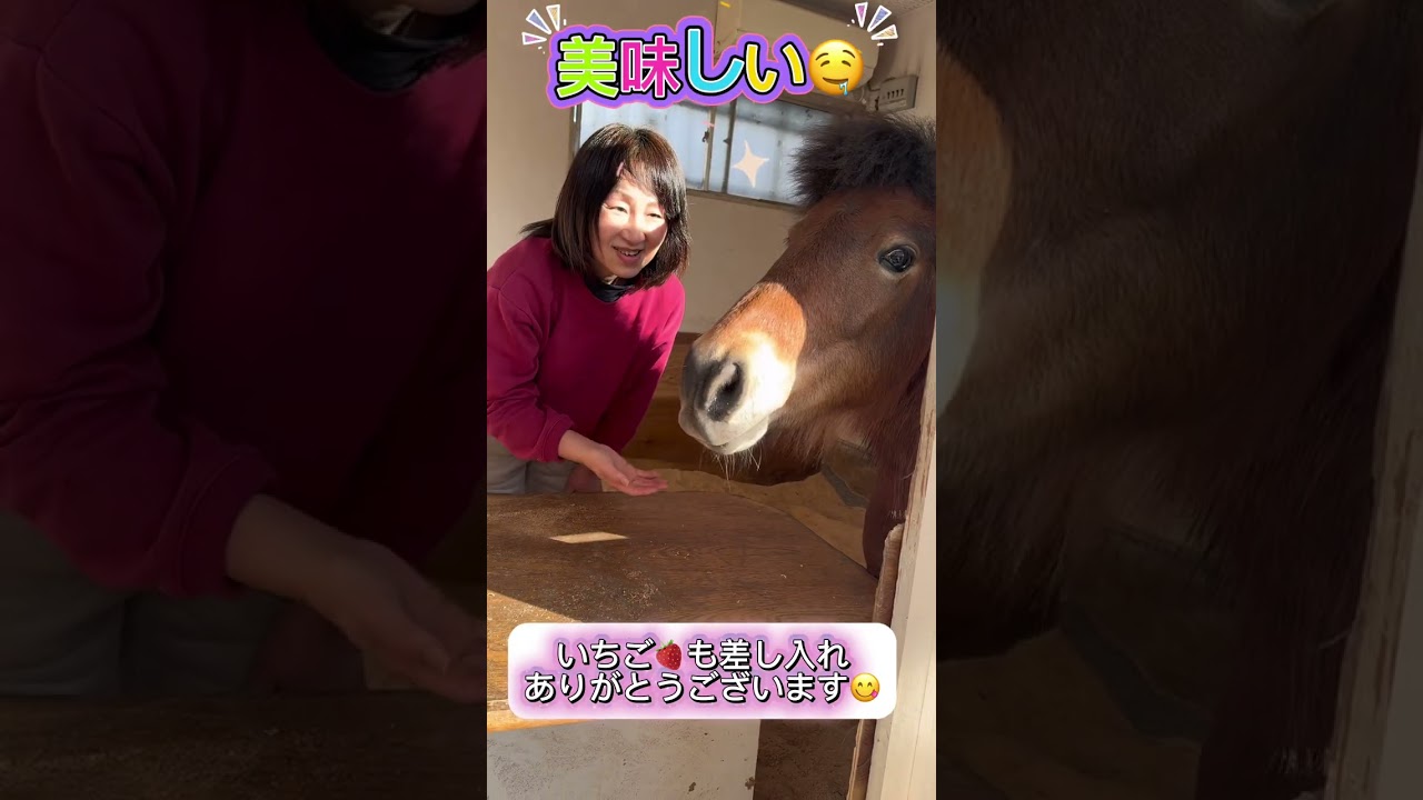 【ポニー🐴むさし】〜ママが僕(むさし)を撮影した写真が『尼崎市展』で入選したよ〜たくさんの差し入れ、ありがとうございます