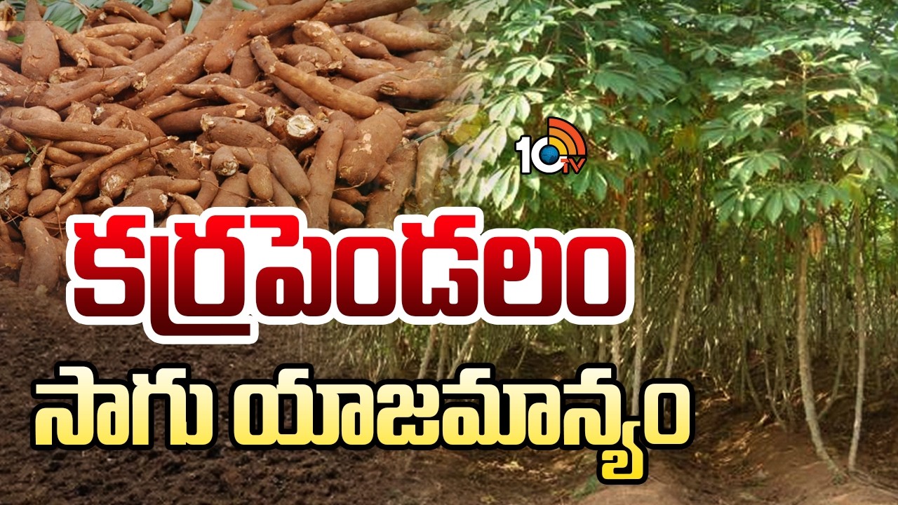 Cassava Cultivation Management | కర్రపెండలం సాగు యాజమాన్యం| Karapendalam Cultivation |Matti Manishi