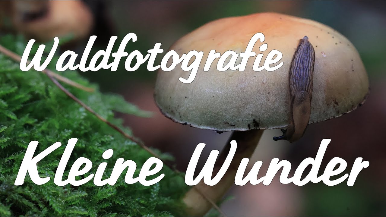 Waldfotografie im Herbst - Kleine Wunder 2025