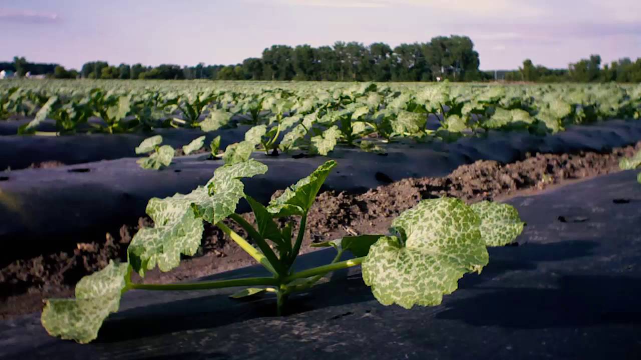 Yellow Squash Growth Timelapse