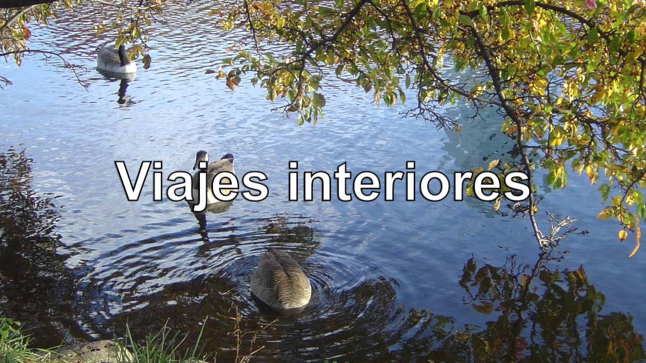 El pato exitoso - CUENTO SUPERACION PERSONAL