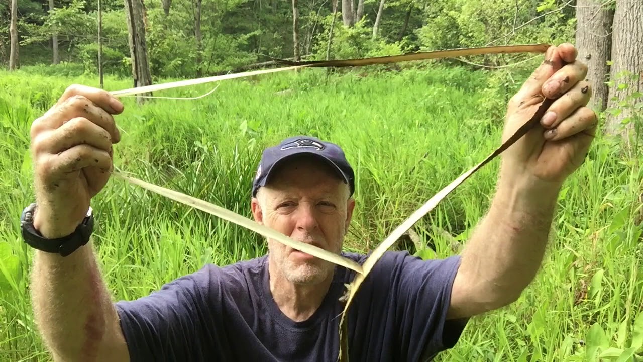 Retting Bark For Cordage