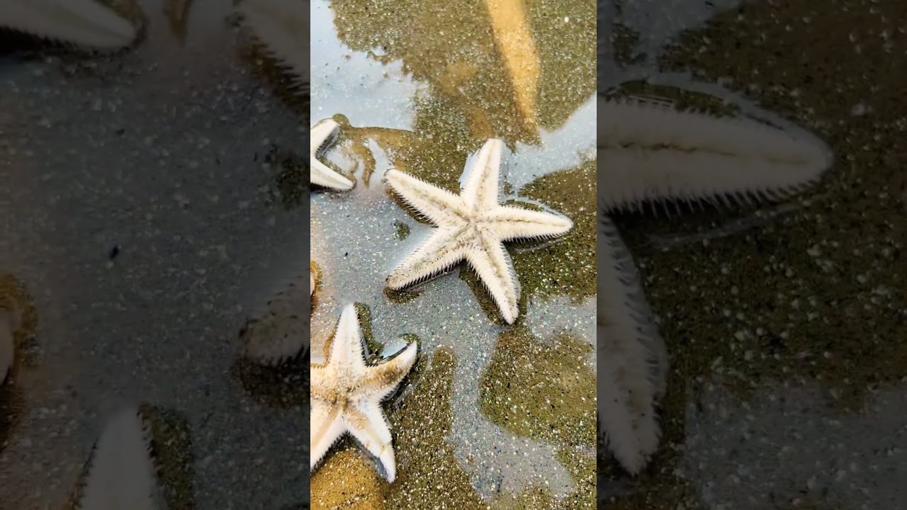 Star Fish 😜.          #kolkata #shortsvideo #youtubeshorts #shorts #shortsviral #shortsfeed #love