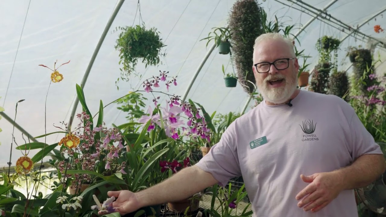 Gardening 101: Orchids