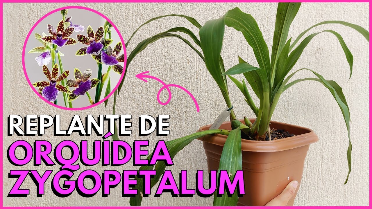 COMO PLANTAR E CULTIVAR A ORQUÍDEA ZYGOPETALUM?☝️🌸