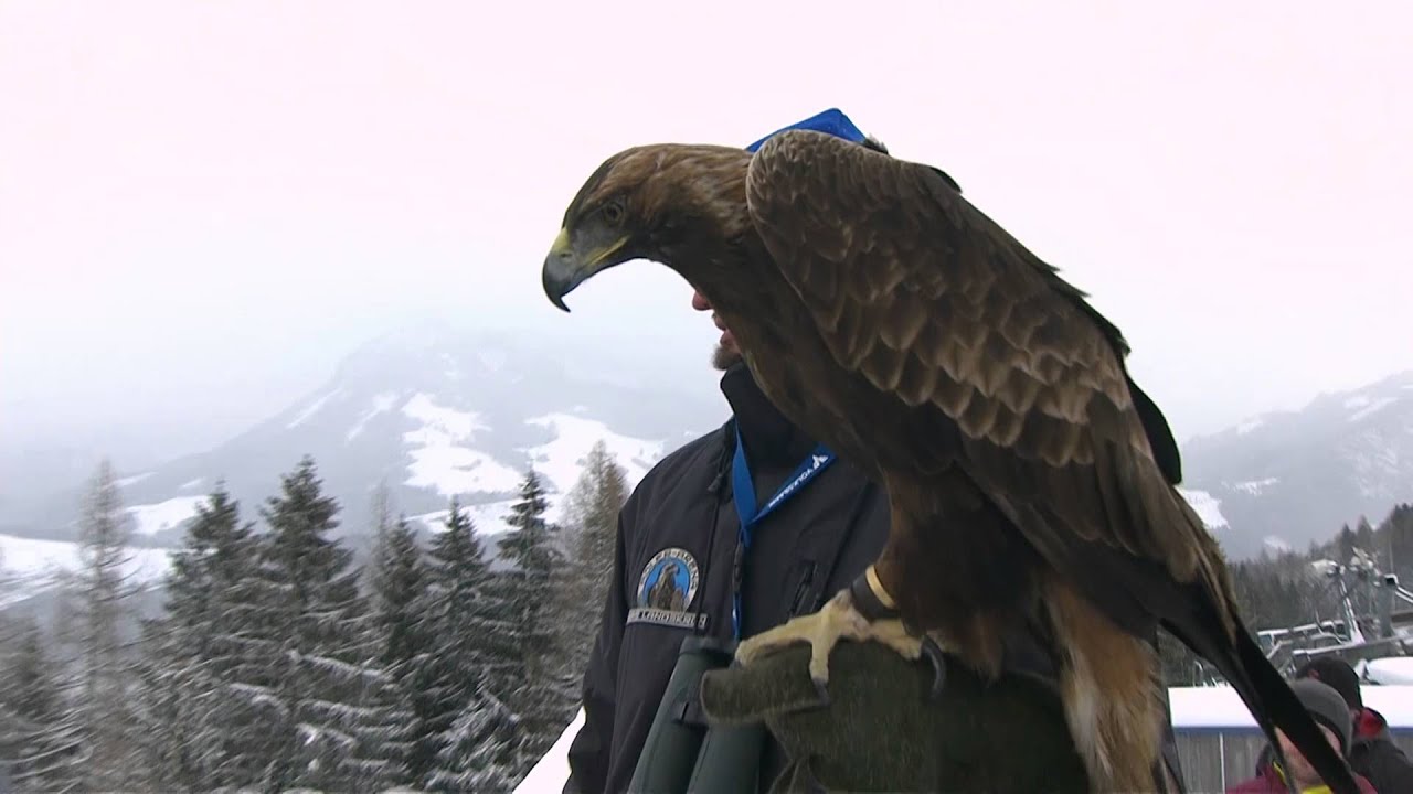 Adlerflug am Kulm