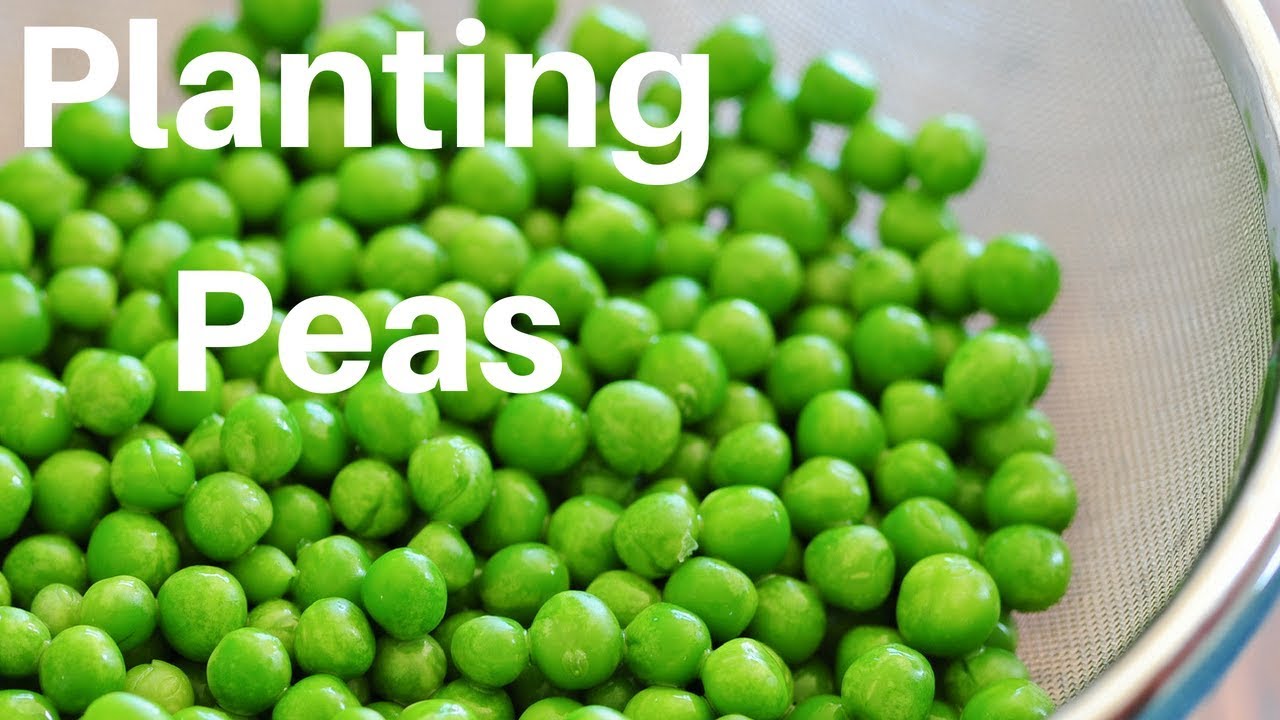 Diary Of A Suburban Farmer: Planting Peas