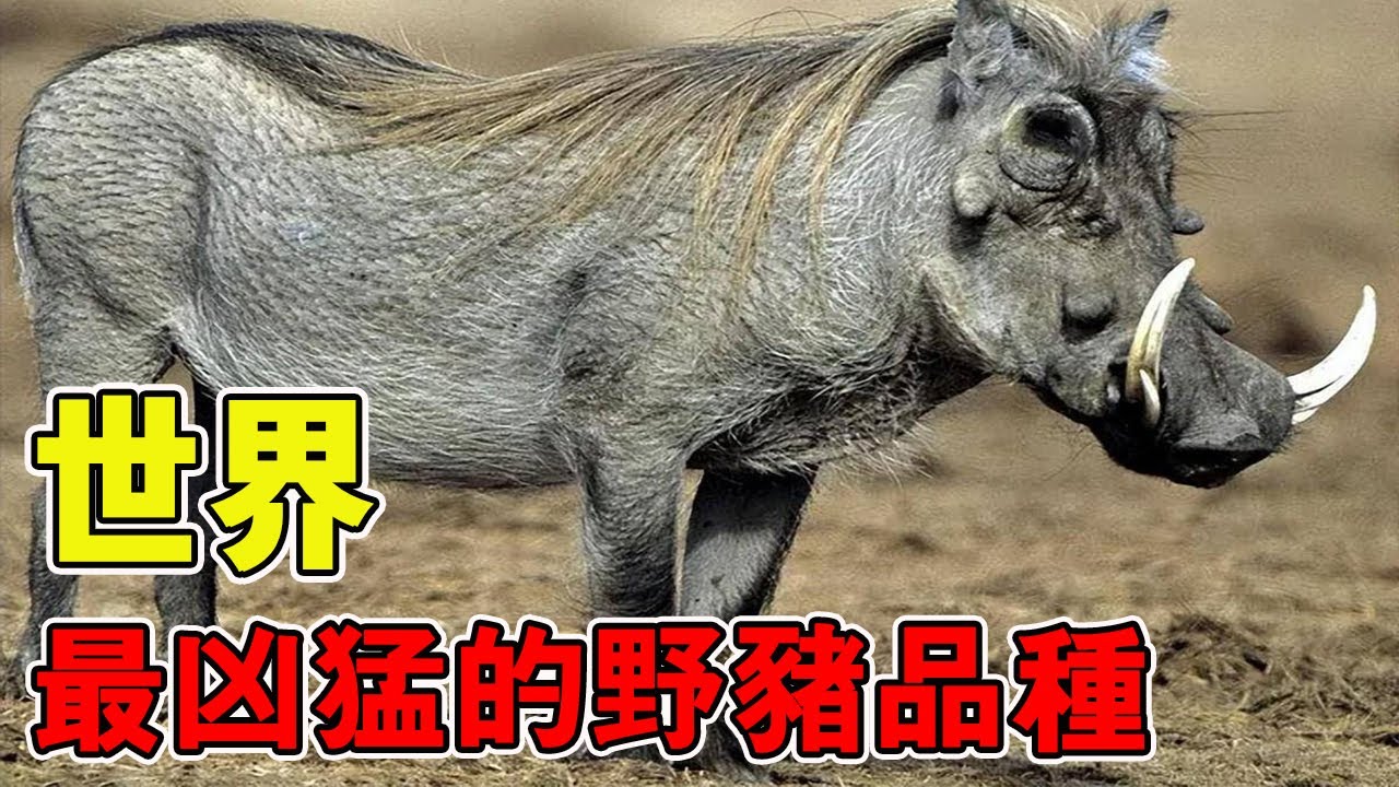 盤點世界上最兇猛的野豬品種！正面殺死成年老虎的狂暴野豬，堪稱野豬界的 「猛獸屠夫」！ 【黑土日記】