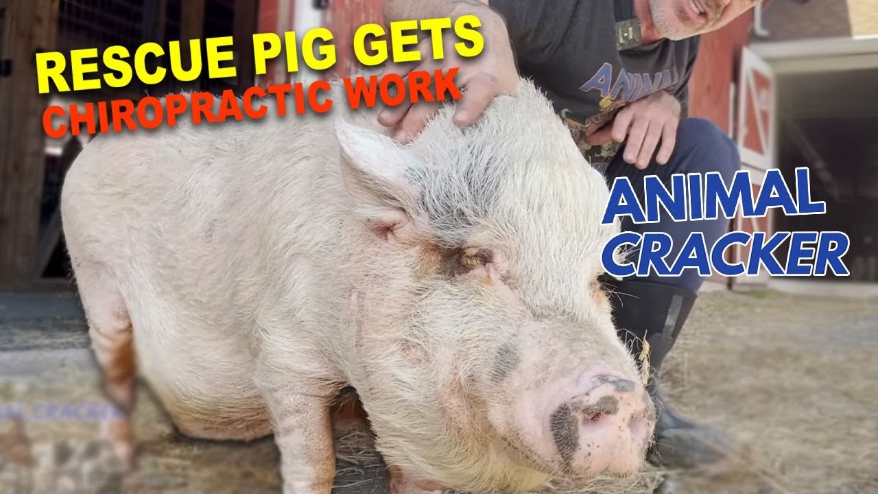 PIG RESCUED FROM A BATHROOM!! 🐖 Animal Chiropractor