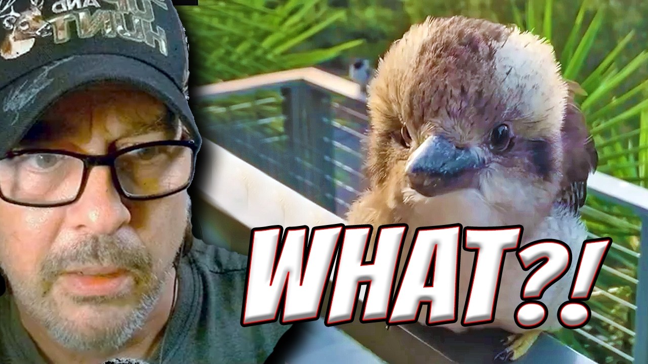 I Thought This Baby Kookaburra Was Fake… (Only in Australia Reaction)