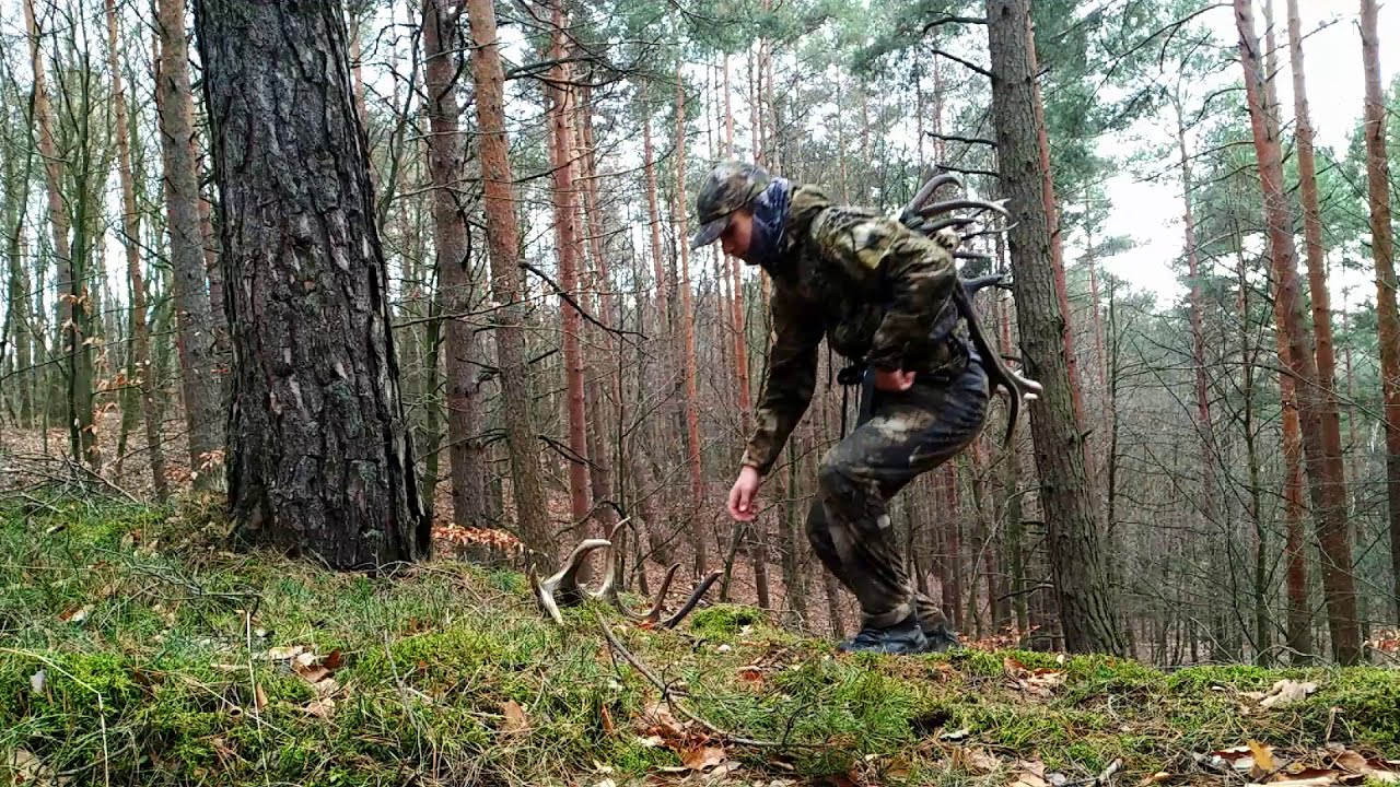 TRZY PIĘKNE ŚWIEŻE ZRZUTY JEDNEGO DNIA!  + 2 KOZŁY | Udane łowy🦌 Sezon Zrzuty 2020 🦌
