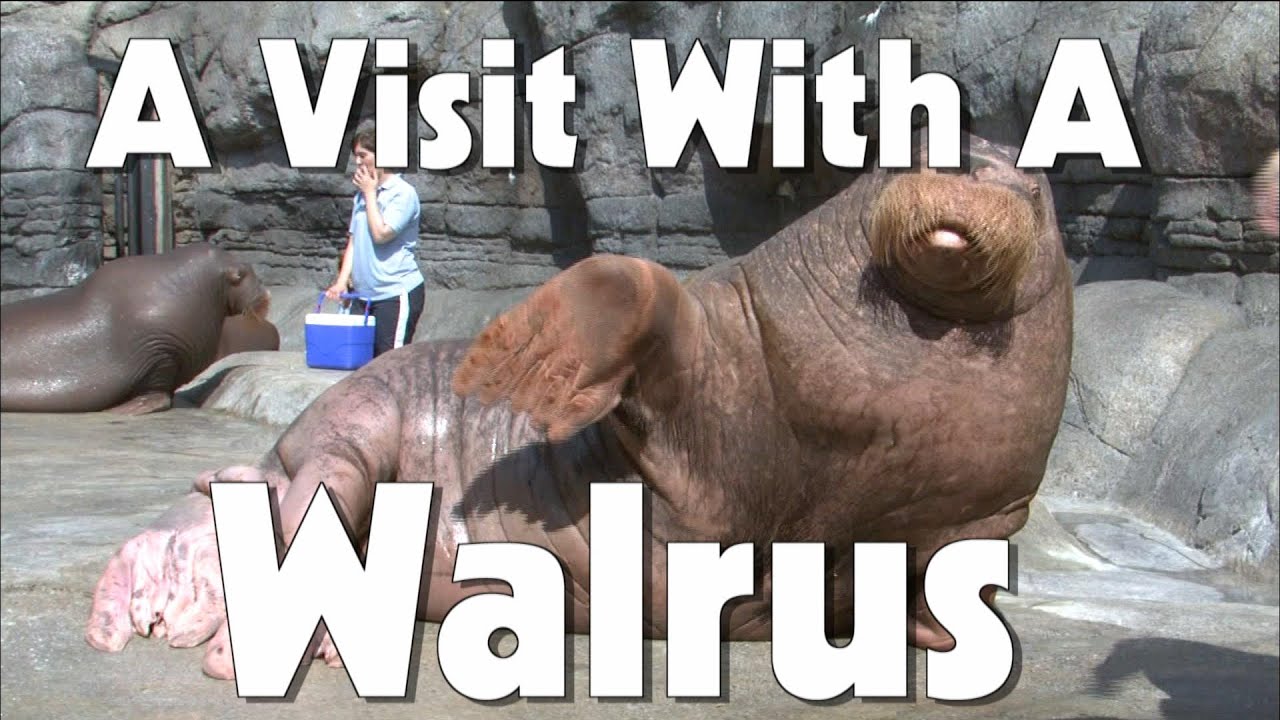 Indianapolis Zoo Walrus | The Friday Zone | WTIU | PBS