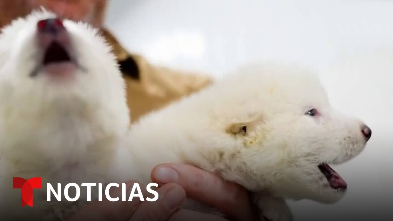 Vea la fascinante historia de los lobos gigantes clonados que causa cr&iacute;ticas | Noticias Telemundo