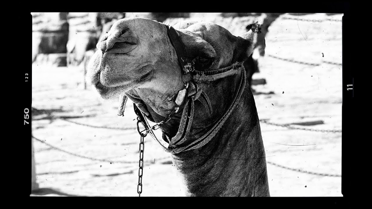 🌴 IMÁGENES de MI VIAJE a EGIPTO 📸 EGYPT VISUAL BULLET JOURNAL 🐫