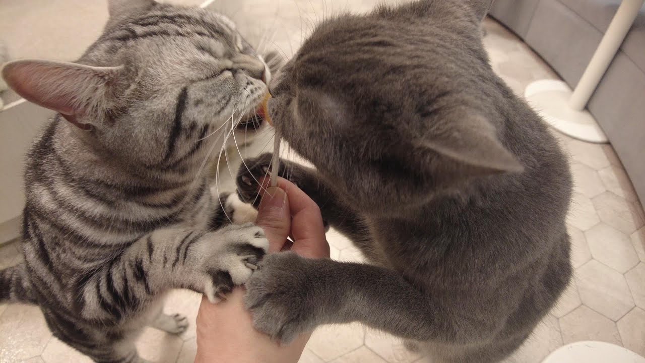 Neko cafe [4K] Исцеление в кошачьем кафе 😻 [CATCAFE MOCHA]