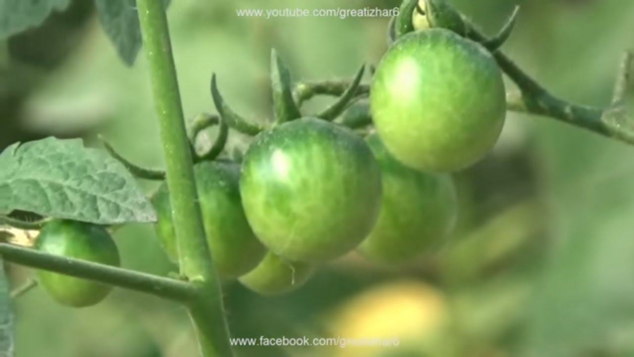 How to Grow Tomatoes at Home 🍅 | Tomato Fertilizer, Watering & Pest Control Guide (Urdu/Hindi)