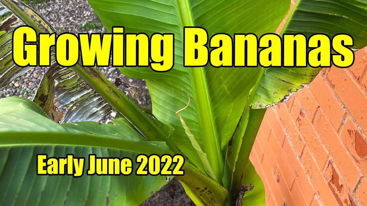 Growing Bananas Outdoors In The UK - Early June 2022